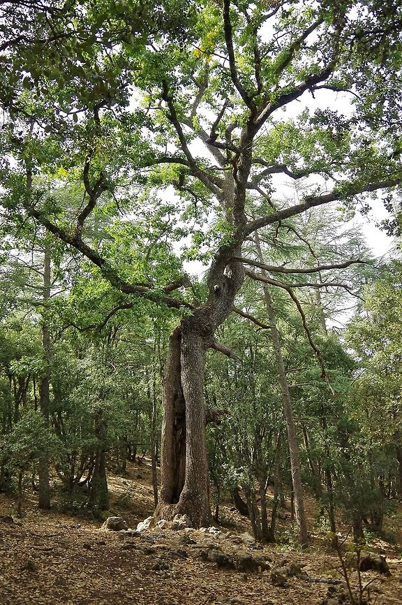 Portuguese Oak (Quercus faginea) C&egrave;dre Gouraud, Morocco. Oct 2, 2014. Fall,Geotagged,Morocco,Portuguese oak,Quercus faginea