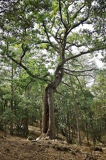 Portuguese Oak (Quercus faginea) Cèdre Gouraud, Morocco. Oct 2, 2014. Fall,Geotagged,Morocco,Portuguese oak,Quercus faginea