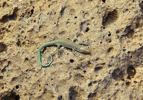 Moroccan rock lizard (Scelarcis perspicillata) Zeida, Morocco. Oct 3, 2014. Fall,Geotagged,Moroccan rock lizard,Morocco,Teira perspicillata