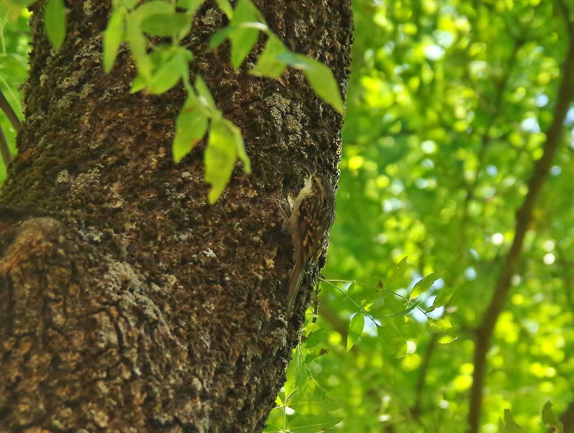 Short-toed treecreeper (Certhia brachydactyla) Oued Ifrane, Morocco. Oct 4, 2014. Certhia brachydactyla,Fall,Geotagged,Morocco,Short-toed treecreeper