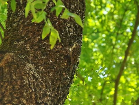 Short-toed treecreeper (Certhia brachydactyla) Oued Ifrane, Morocco. Oct 4, 2014. Certhia brachydactyla,Fall,Geotagged,Morocco,Short-toed treecreeper