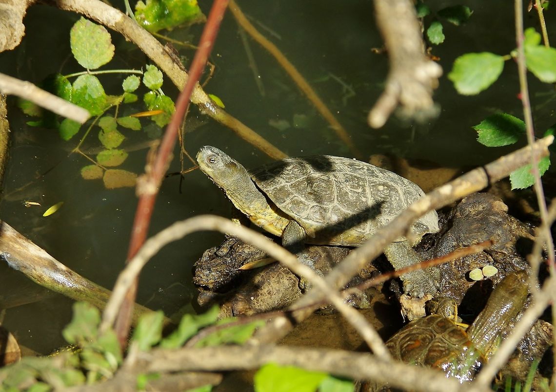 Spanish pond turtle (Mauremys leprosa) Oued Ifrane, Morocco. Oct 4, 2014. Fall,Geotagged,Mauremys leprosa,Morocco,Spanish pond turtle