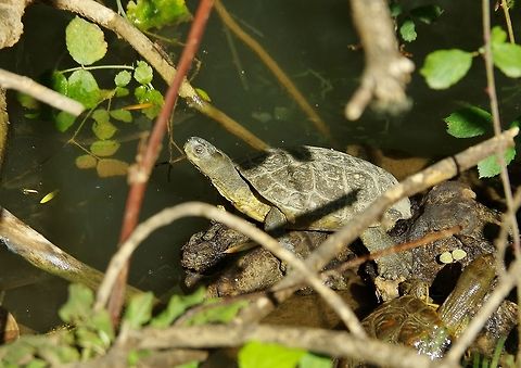 Spanish pond turtle (Mauremys leprosa) Oued Ifrane, Morocco. Oct 4, 2014. Fall,Geotagged,Mauremys leprosa,Morocco,Spanish pond turtle