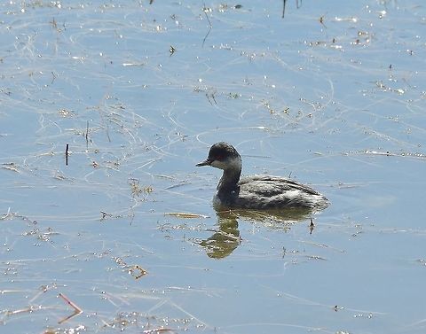 Black-necked Grebe (Podiceps nigricollis) Dayet Aoua, Morocco. Oct 4, 2014. Black-necked Grebe,Fall,Geotagged,Morocco,Podiceps nigricollis