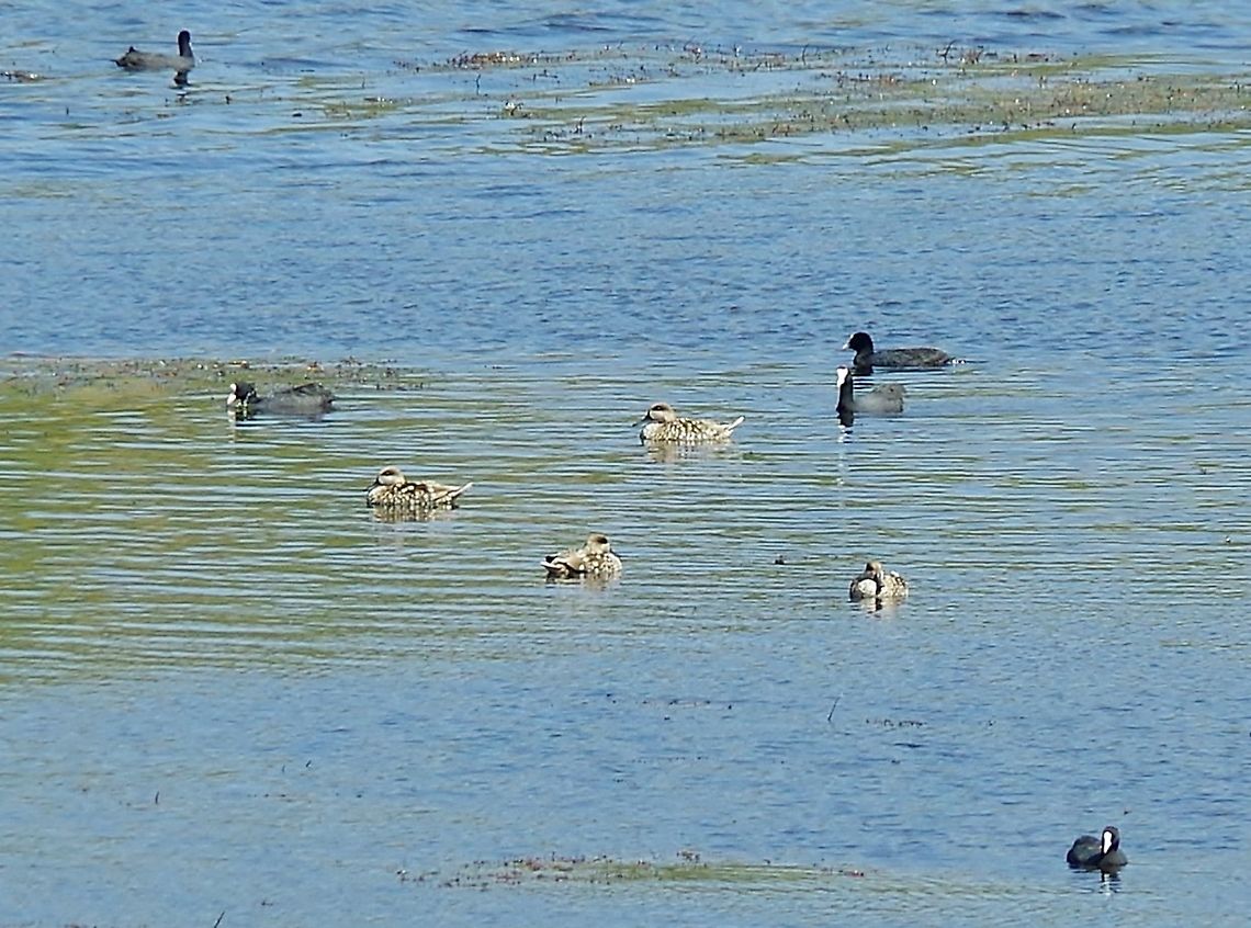 The elusive Marbled ducks (Marmaronetta angustirostris) of Dayet Aoua Dayet Aoua, Morocco. Oct 4, 2014. Fall,Geotagged,Marbled duck,Marmaronetta angustirostris,Morocco