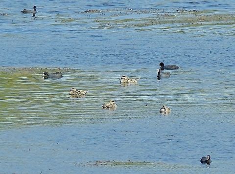 The elusive Marbled ducks (Marmaronetta angustirostris) of Dayet Aoua Dayet Aoua, Morocco. Oct 4, 2014. Fall,Geotagged,Marbled duck,Marmaronetta angustirostris,Morocco