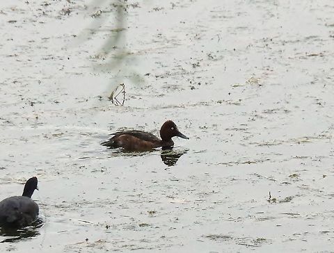 Ferruginous duck (Aythya nyroca) Dayet Aoua, Morocco. Oct 2, 2014. Aythya nyroca,Fall,Ferruginous duck,Geotagged,Morocco
