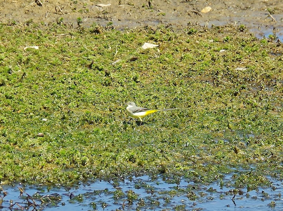Grey wagtail (Motacilla cinerea) Dayet Aoua, Morocco. Oct 4, 2014. Fall,Geotagged,Grey wagtail,Morocco,Motacilla cinerea