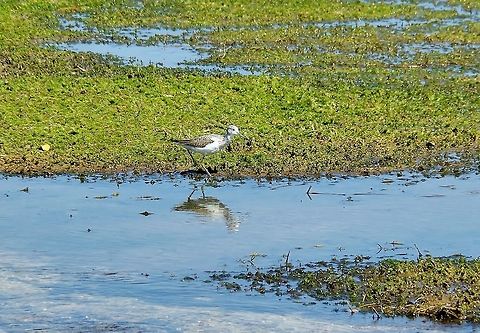 Greenshank (Tringa nebularia) Dayet Aoua, Morocco. Oct 4, 2014. Fall,Geotagged,Greenshank,Morocco,Tringa nebularia