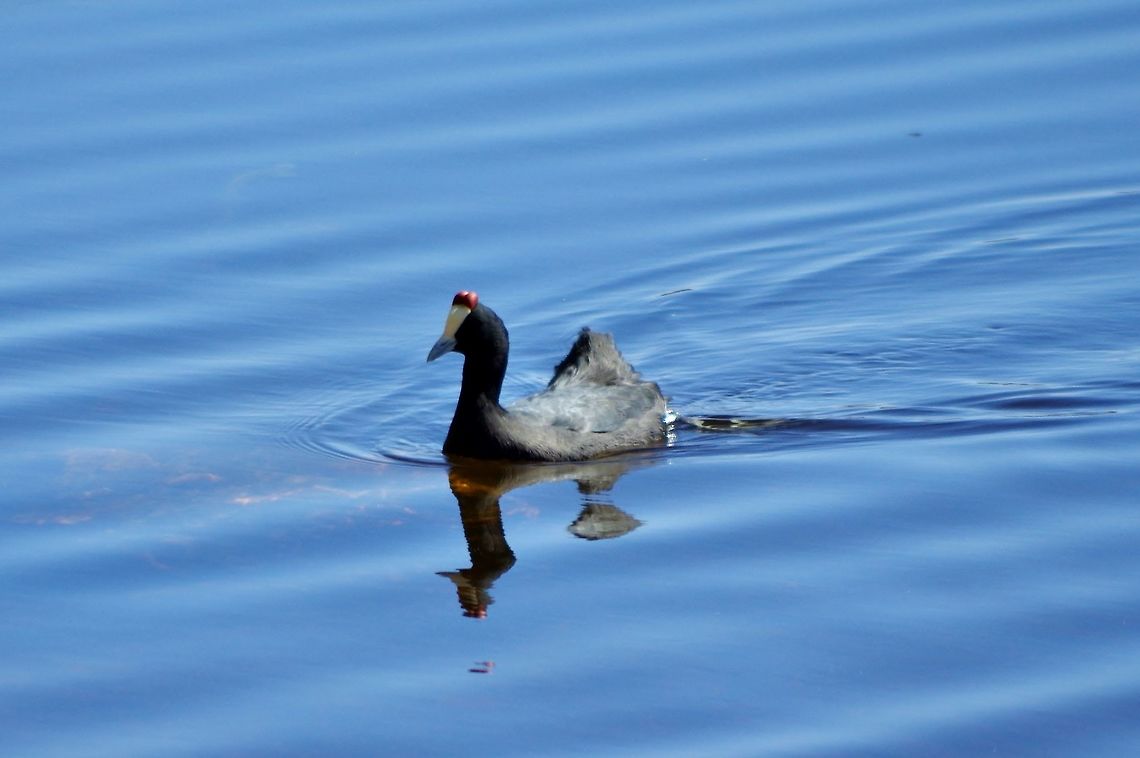 Red-knobbed Coot (Fulica cristata) Dayet Aoua, Morocco. Oct 4, 2014. Fall,Fulica cristata,Geotagged,Morocco,Red-knobbed Coot