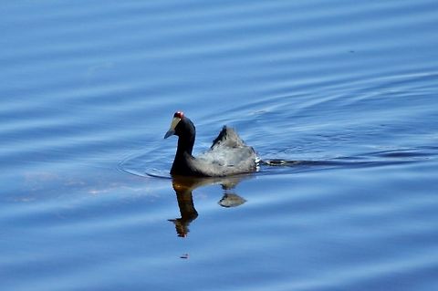 Red-knobbed Coot (Fulica cristata) Dayet Aoua, Morocco. Oct 4, 2014. Fall,Fulica cristata,Geotagged,Morocco,Red-knobbed Coot