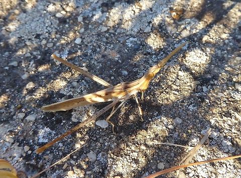 Nosed Grasshopper (Acrida ungarica) Saint Jean de Fos, France. Sep 11, 2016. Acrida ungarica,France,Geotagged,Nosed Grasshopper,Summer