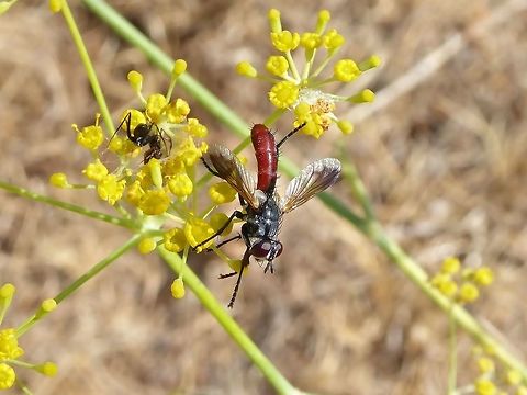 Cylindromyia bicolor (Tachinidae) Puechabon, France. Sep 11, 2016. Cylindromyia bicolor,France,Geotagged,Summer