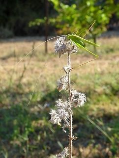 Lily Bush-cricket (Tylopsis lilifolia) Puechabon, France. Sep 1, 2016. France,Geotagged,Summer,Tylopsis lilifolia