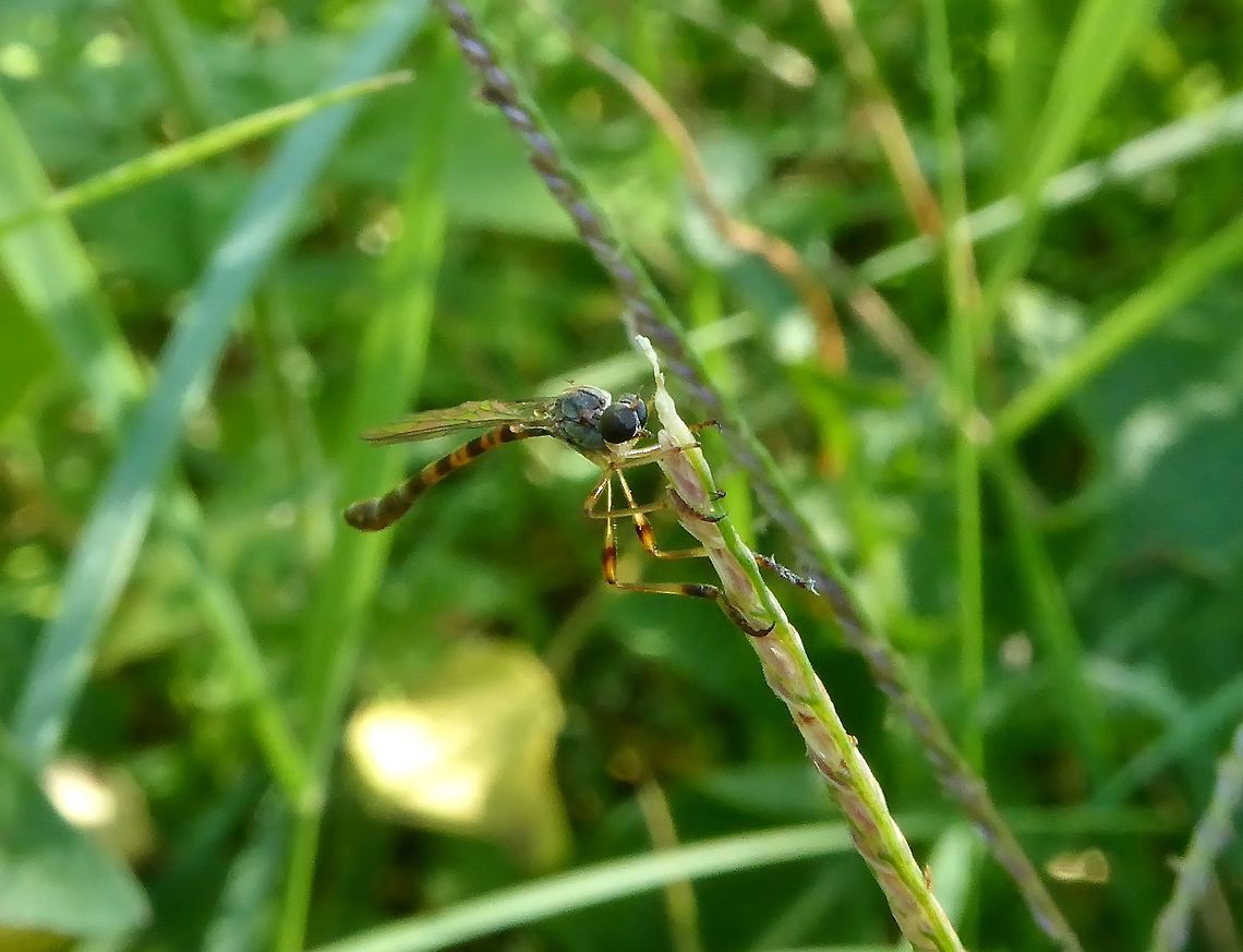 Leptogaster subtilis (Asilidae) Puechabon, France. Sep 10, 2016. France,Geotagged,Leptogaster subtilis,Summer