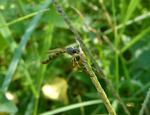 Leptogaster subtilis (Asilidae) Puechabon, France. Sep 10, 2016. France,Geotagged,Leptogaster subtilis,Summer