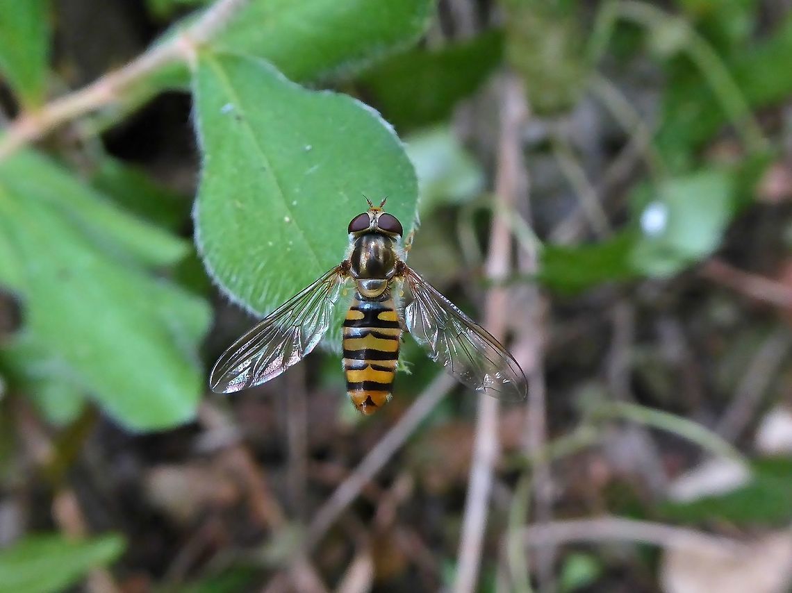 Episyrphus balteatus (Syrphidae) Puechabon, France. Sep 9, 2016. Episyrphus balteatus,France,Geotagged,Marmalade Hoverfly,Summer