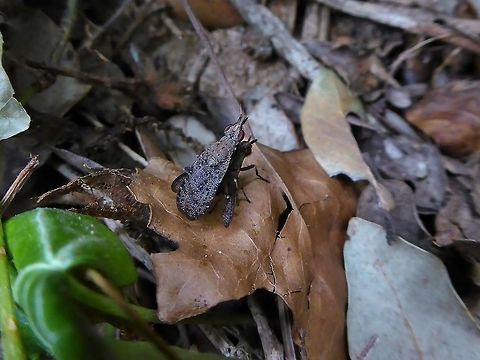 Euthycera cribrata (Sciomyzidae) Puechabon, France. Sep 9, 2016. Euthycera cribrata,France,Geotagged,Summer