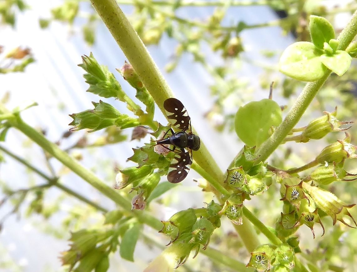 Oxyaciura tibialis (Tephritidae) Puechabon, France. Sep 12, 2016. France,Geotagged,Oxyaciura tibialis,Summer