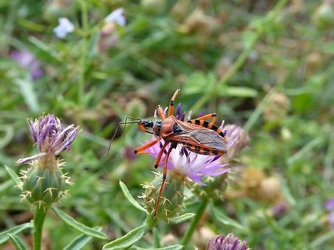 Rhynocoris iracundus (Reduviidae) Puechabon, France. Aug 31, 2016. France,Geotagged,Rhynocoris iracundus,Summer