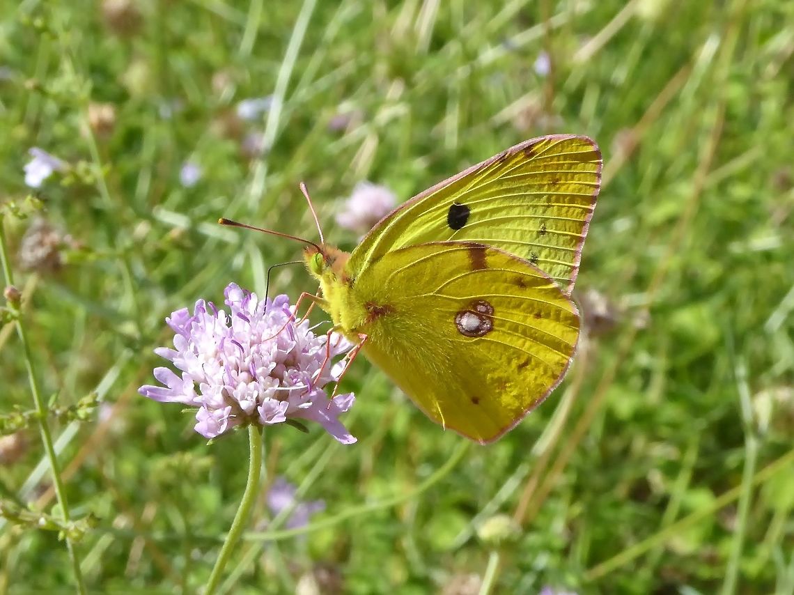 Berger's Clouded Yellow (Colias sareptensis) Puechabon, Francce. Sep 7, 2016. Bergers Clouded Yellow,Colias sareptensis,France,Geotagged,Summer