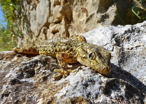 Moorish gecko (Tarentola mauritanica) Puechabon, France. Sep 7, 2016. France,Geotagged,Moorish gecko,Summer,Tarentola mauritanica