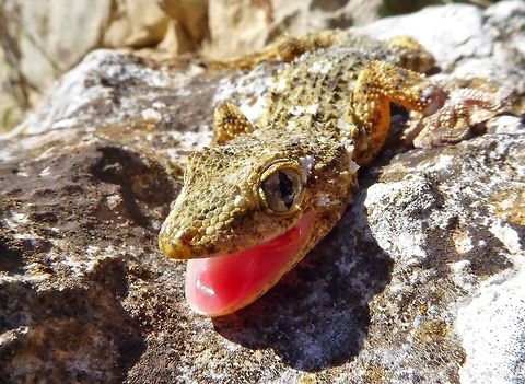 You got a problem with me, pal? Puechabon, France. Sep 7, 2016. France,Geotagged,Moorish gecko,Summer,Tarentola mauritanica
