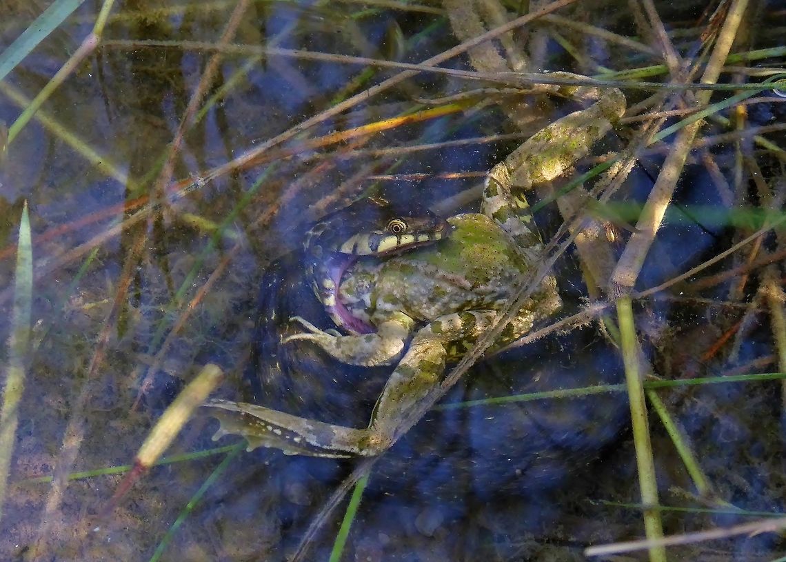 Bad luck... Puechabon, France. Sep 11, 2016. France,Geotagged,Natrix maura,Summer
