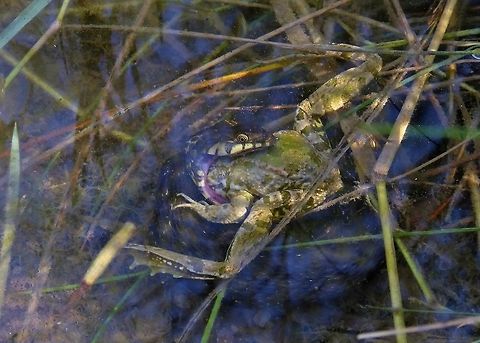 Bad luck... Puechabon, France. Sep 11, 2016. France,Geotagged,Natrix maura,Summer