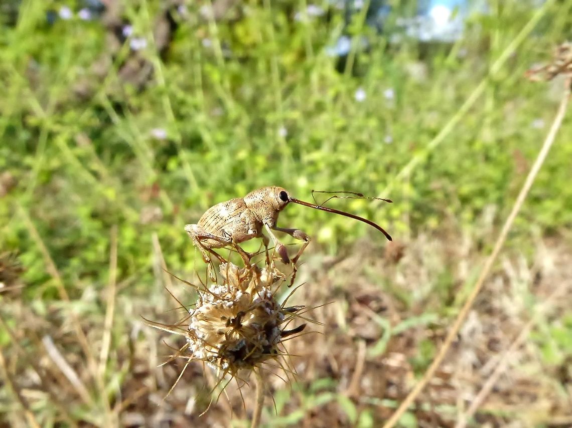 Chestnut weevil (Curculio elephas) Puechabon, France. Sep 16, 2016. Chestnut weevil,Curculio elephas,France,Geotagged,Summer