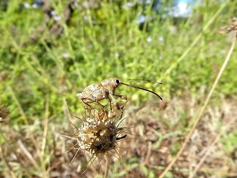 Chestnut weevil (Curculio elephas) Puechabon, France. Sep 16, 2016. Chestnut weevil,Curculio elephas,France,Geotagged,Summer