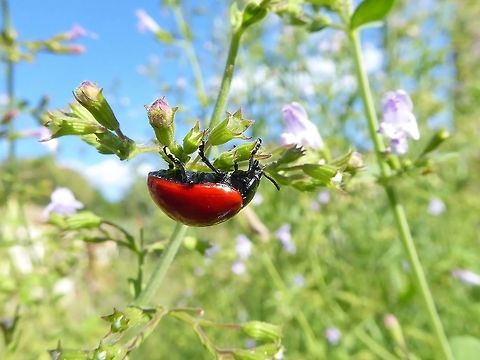 Chrysomela populi (Chrysomelidae) Puechabon, France. Sep 21, 2016. Chrysomela populi,France,Geotagged,Summer
