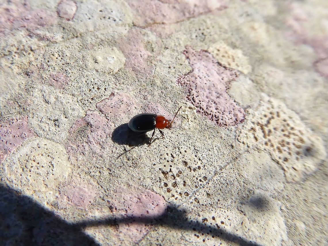 Mallow flea beetle (Podagrica fuscicornis) Puechabon, France. Sep 21, 2016. France,Geotagged,Mallow flea beetle,Podagrica fuscicornis,Summer