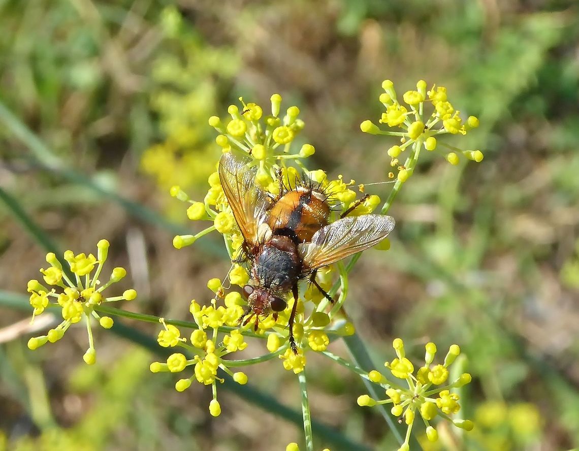 Tachina fera (Tachinidae) Puechabon, France. Sep 23, 2016. Fall,France,Geotagged,Tachina fera