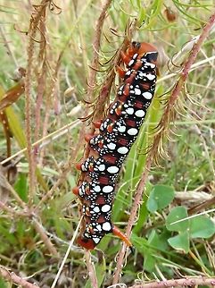 Spurge Hawk-moth (Hyles euphorbiae) caterpillar Causse Méjean, France. Sep 25, 2016. Fall,France,Geotagged,Hyles euphorbiae,Spurge Hawk-moth