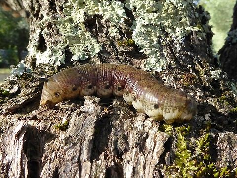 Convolvulus Hawk-moth (Agrius convolvuli) caterpillar Puechabon, France, Sep 19, 2016. Agrius convolvuli,France,Geotagged,Summer