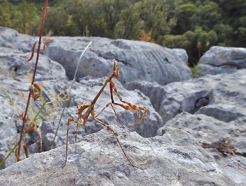 Young Conehead Mantis (Empusa pennata) Puechabon, France. Sep 24, 2016. Conehead Mantis,Empusa pennata,Fall,France,Geotagged