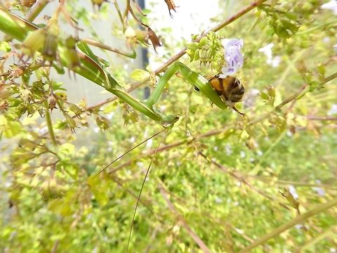 European Mantis (Mantis religiosa) with a freshly caught bee Puechabon, France. Sep 23, 2016. European Mantis,Fall,France,Geotagged,Mantis religiosa