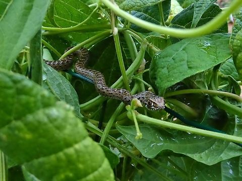 Young Montpellier snake (Malpolon monspessulanus) Puechabon, France. Sep 14, 2016.
Very fittingly, less than 30 km away from Montpellier! France,Geotagged,Malpolon monspessulanus,Montpellier snake,Summer