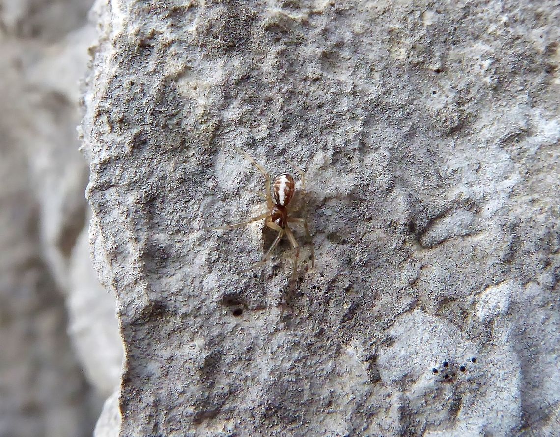Linyphia triangularis (Linyphiidae) Puechabon, France. Sep 24, 2016. Fall,France,Geotagged,Linyphia triangularis