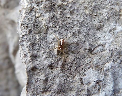 Linyphia triangularis (Linyphiidae) Puechabon, France. Sep 24, 2016. Fall,France,Geotagged,Linyphia triangularis