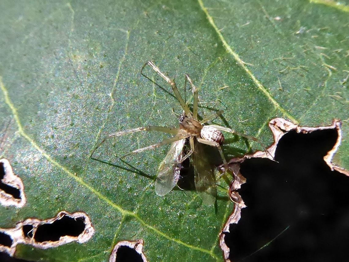 Linyphia tenuipalpis (Linyphiidae) with its prey Puechabon, France. Sep 16, 2016. France,Geotagged,Linyphia tenuipalpis,Summer