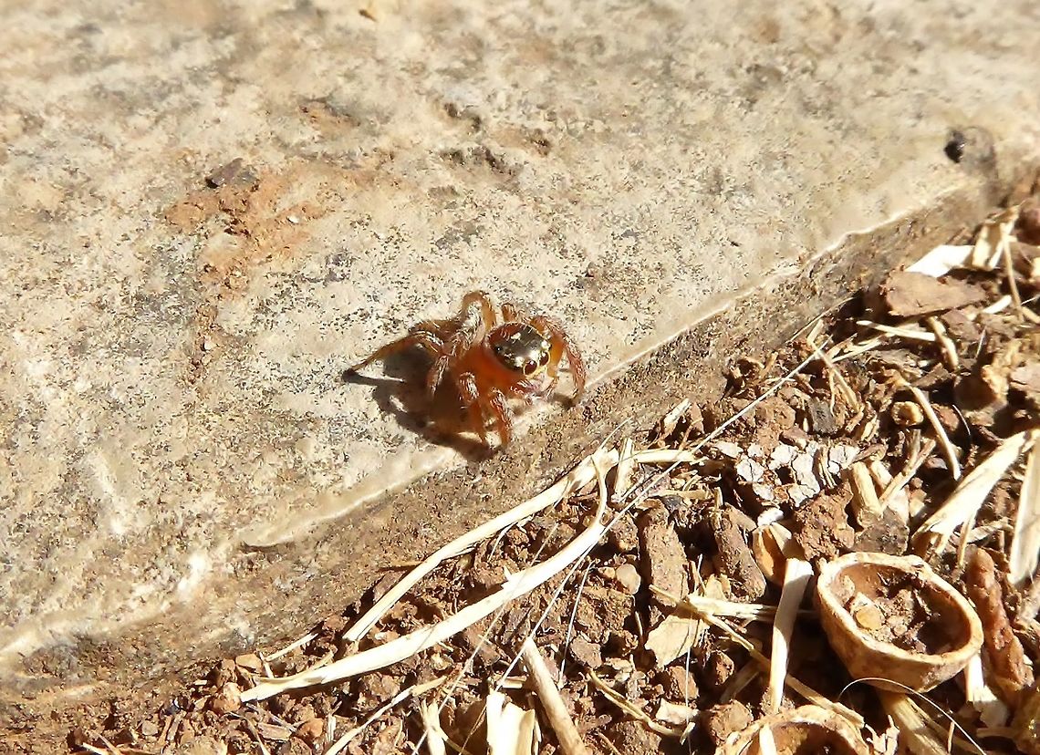 Evarcha jucunda (Salticidae) Puechabon, France. Sep 13, 2016. Evarcha jucunda,France,Geotagged,Summer