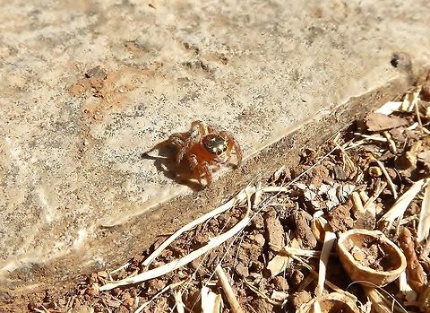 Evarcha jucunda (Salticidae) Puechabon, France. Sep 13, 2016. Evarcha jucunda,France,Geotagged,Summer