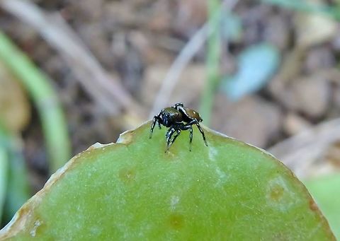 Heliophanus kochii (Salticidae) Puechabon, France. Sep 13, 2016. France,Geotagged,Heliophanus kochii,Summer