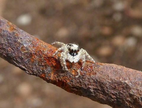 Menemerus taeniatus (Salticidae) Peau de Meau Nature Reserve, France. Aug 30, 2016. France,Geotagged,Menemerus taeniatus,Summer