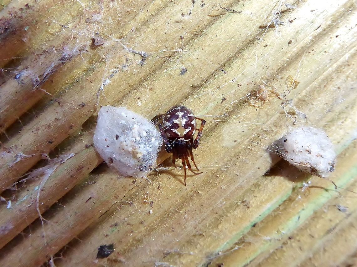 Triangulate cobweb spider (Steatoda triangulosa) Puechabon, France. Sep 21, 2016. France,Geotagged,Steatoda triangulosa,Summer,Triangulate cobweb spider