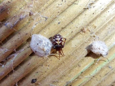 Triangulate cobweb spider (Steatoda triangulosa) Puechabon, France. Sep 21, 2016. France,Geotagged,Steatoda triangulosa,Summer,Triangulate cobweb spider