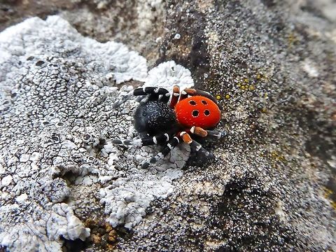 Eresus kollari (Eresidae) Causse M&eacute;jean, France. Sep 25, 2016. Eresus kollari,Fall,France,Geotagged