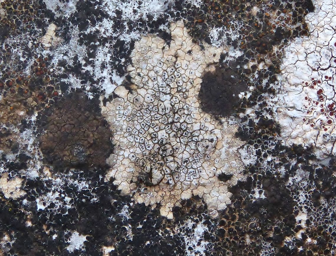 Aspicilia calcarea (Megasporaceae) Puechabon, France. Sep 4, 2016. Aspicilia calcarea,France,Geotagged,Summer